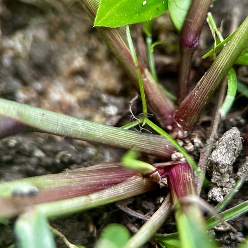 Digitaria violascens