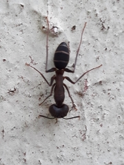 Camponotus lespesii