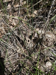 Crotalus oreganus concolor