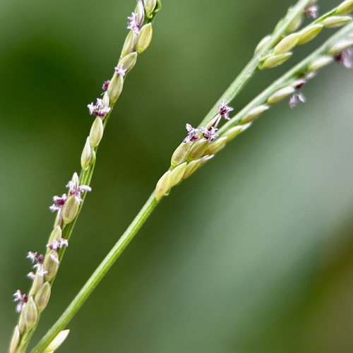Image of Digitaria violascens by (c) scallions, some rights reserved (CC BY)