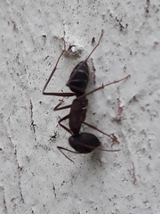 Camponotus lespesii