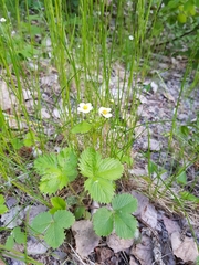 Fragaria vesca