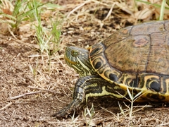 Trachemys hartwegi