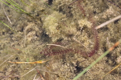 Utricularia ochroleuca