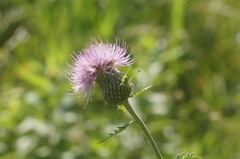 Cirsium engelmannii