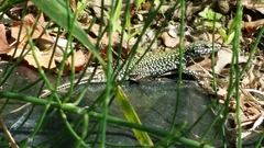 Podarcis muralis