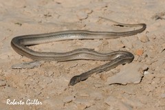 Dryophylax hypoconia