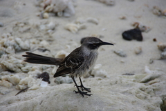 Mimus parvulus bauri