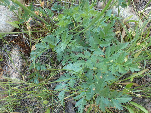 Image of Gray's Lovage by no rights reserved
