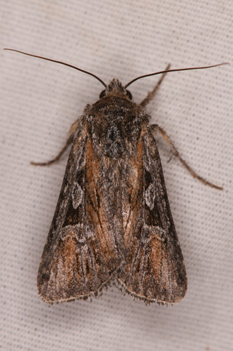 Euxoa pluralis photo 5