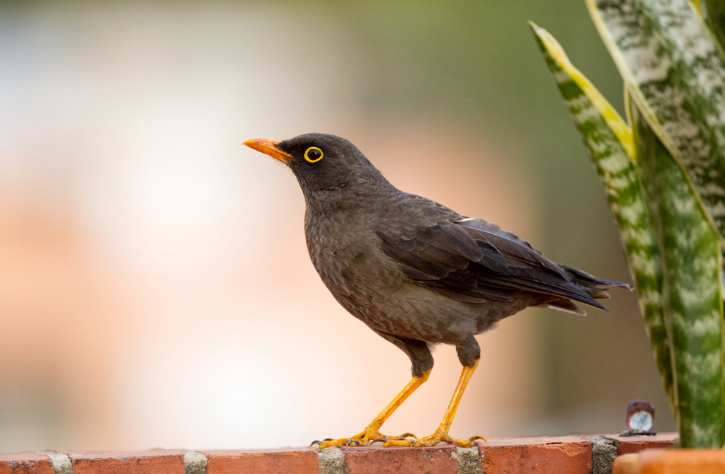 Great Thrush