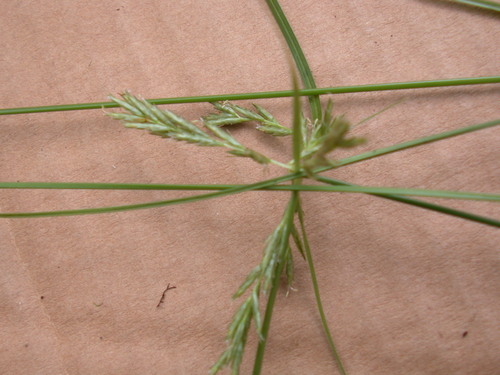 Cyperus fauriei
