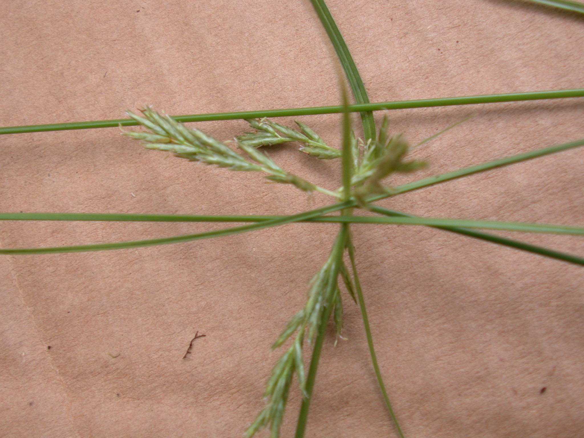 Cyperus fauriei