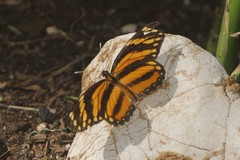 Eresia phillyra phillyra