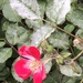 Rose Powdery Mildew - Photo (c) Susan J. Hewitt, some rights reserved (CC BY-NC), uploaded by Susan J. Hewitt