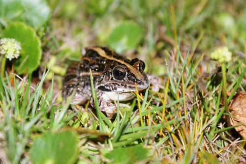 Leptodactylus fuscus
