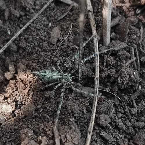 crab spiders