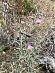 Cirsium neomexicanum