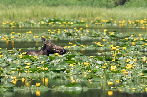 Shiras Moose photographed in Idaho