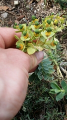 Myrsiniteae