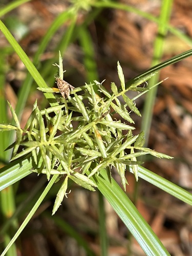 Cyperus hypochlorus observed 2022-11-22