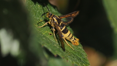 Synanthedon bibionipennis