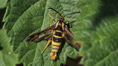 Synanthedon bibionipennis