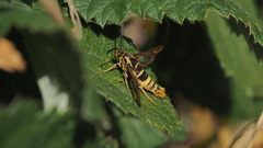 Synanthedon bibionipennis