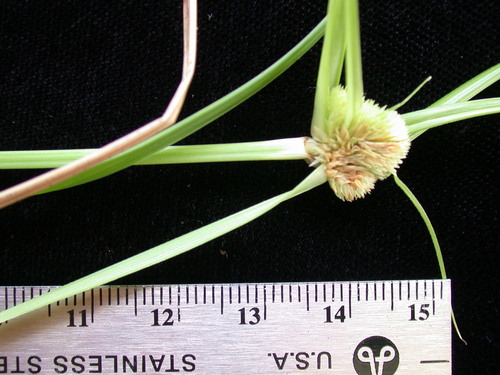 Cyperus moutona observed 2003-12-13