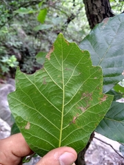Quercus monterreyensis