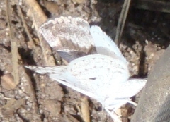 Lomographa semiclarata