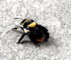 Centris flavofasciata