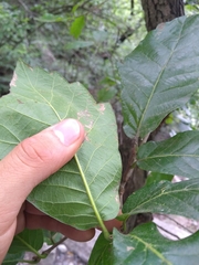 Quercus monterreyensis