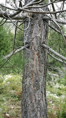 Pinus nigra laricio