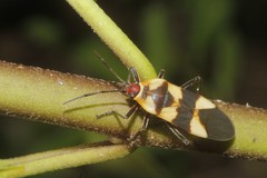 Oncopeltus cingulifer