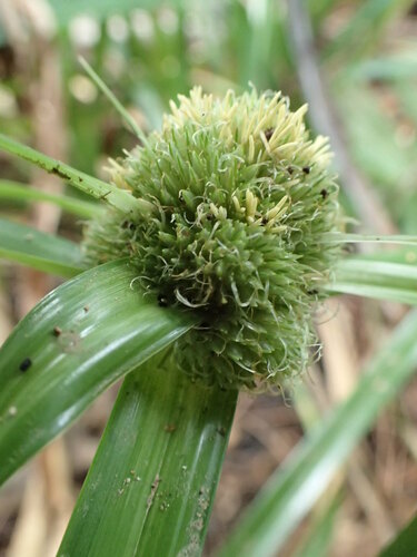 Cyperus moutona observed 2017-11-01