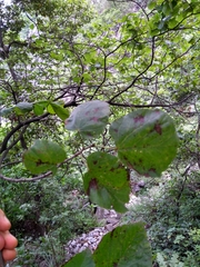 Tilia americana mexicana