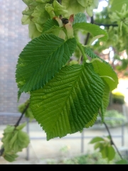 Ulmus rubra