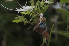Astraptes fulgerator azul