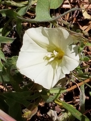 Calystegia subacaulis