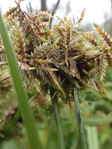 Cyperus pilosus observed 2017-10-20