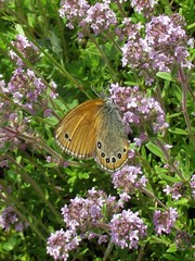 Coenonympha leander