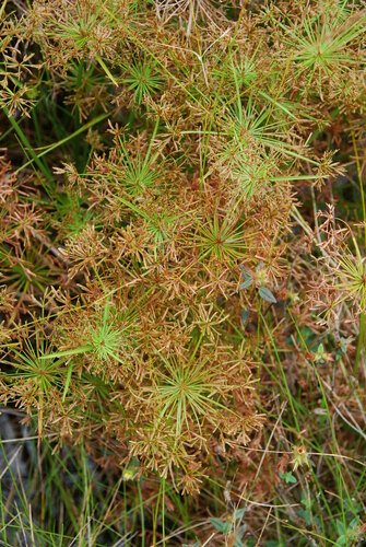 Cyperus prolifer observed 2010-09-10