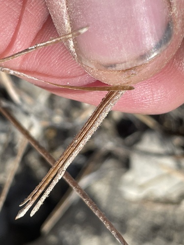 Image of Strigosella africana by (c) crothfels, some rights reserved (CC BY)