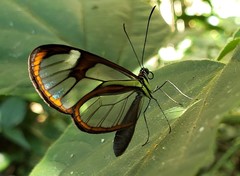 Ithomia agnosia zikani