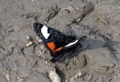 Psychomorpha epimenis