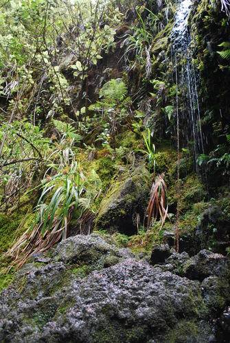 Cyperus sandwicensis observed 2009-05-12