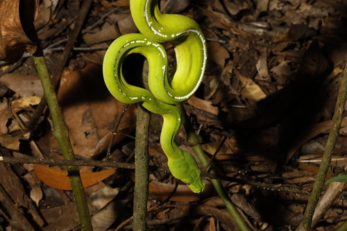 Southern Green Python sighting