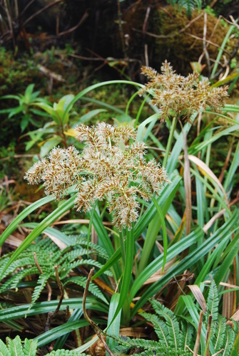 Cyperus sandwicensis observed 2013-04-03