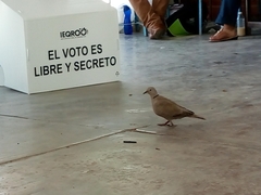 Streptopelia decaocto